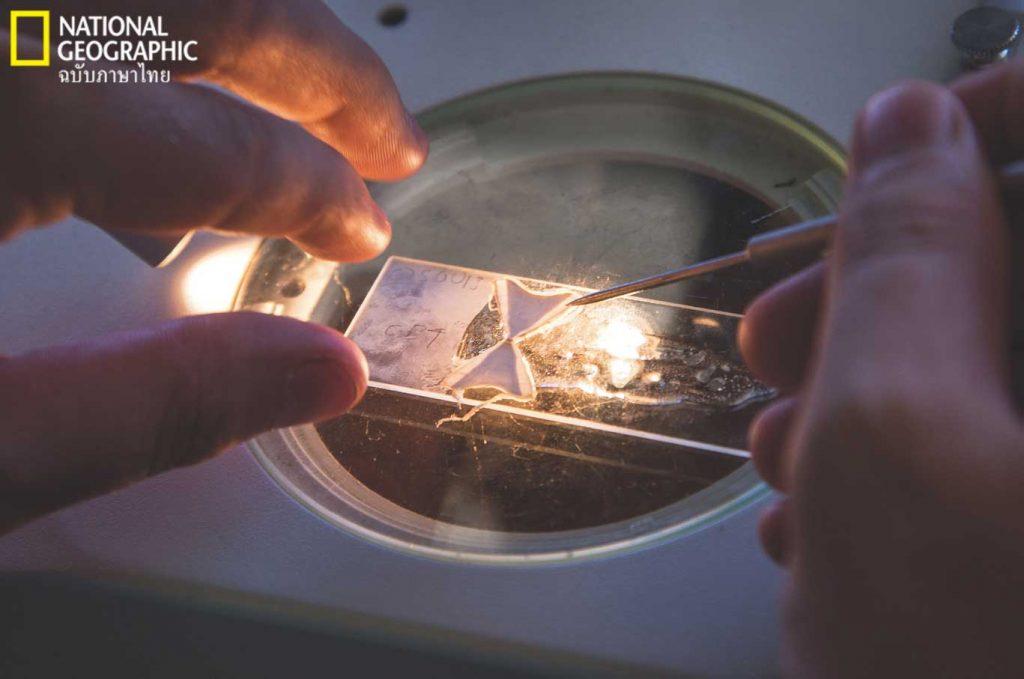 วงปี, ฉลาม, กระดูกสันหลัง