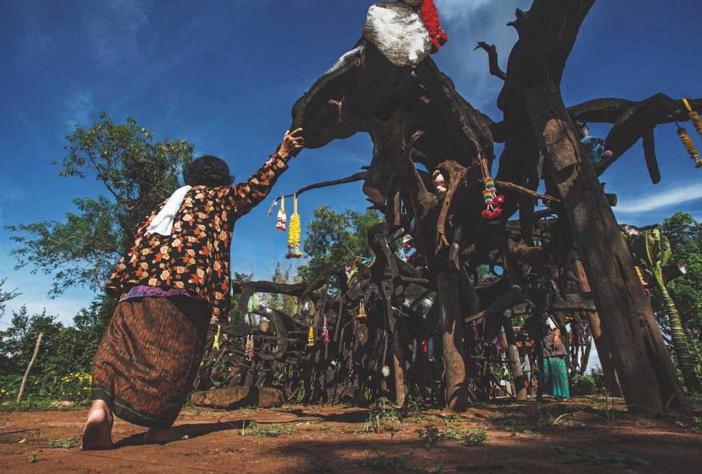 ต้นตะเคียน