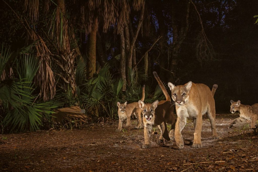 เสือเพศเมีย