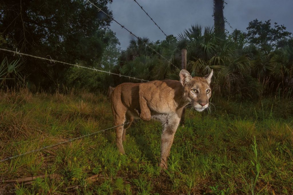 เสือแพนเทอร์