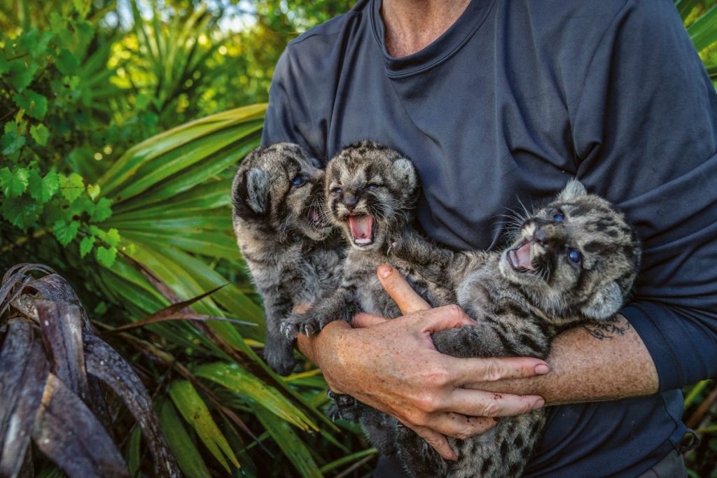 ลูกเสือ, เสือแพนเทอร์, ฟลอริดา