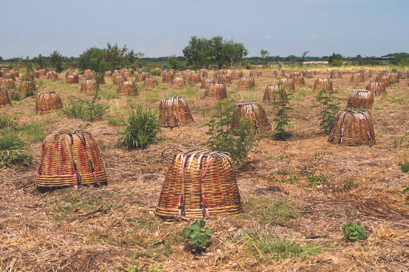 มะนาว, ภัยแล้ง, ภาวะลมฟ้าอากาศสุดขั้ว, ลมฟ้าอากาศ