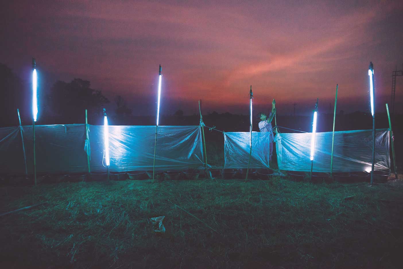 ดักแมลง, ร้อยเอ็ด