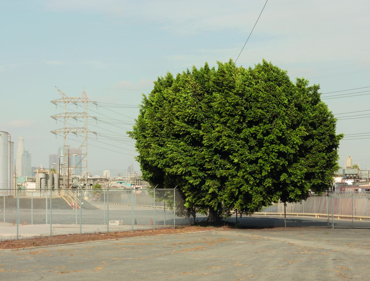 ต้นไม้ใหญ่, ร่มเงา