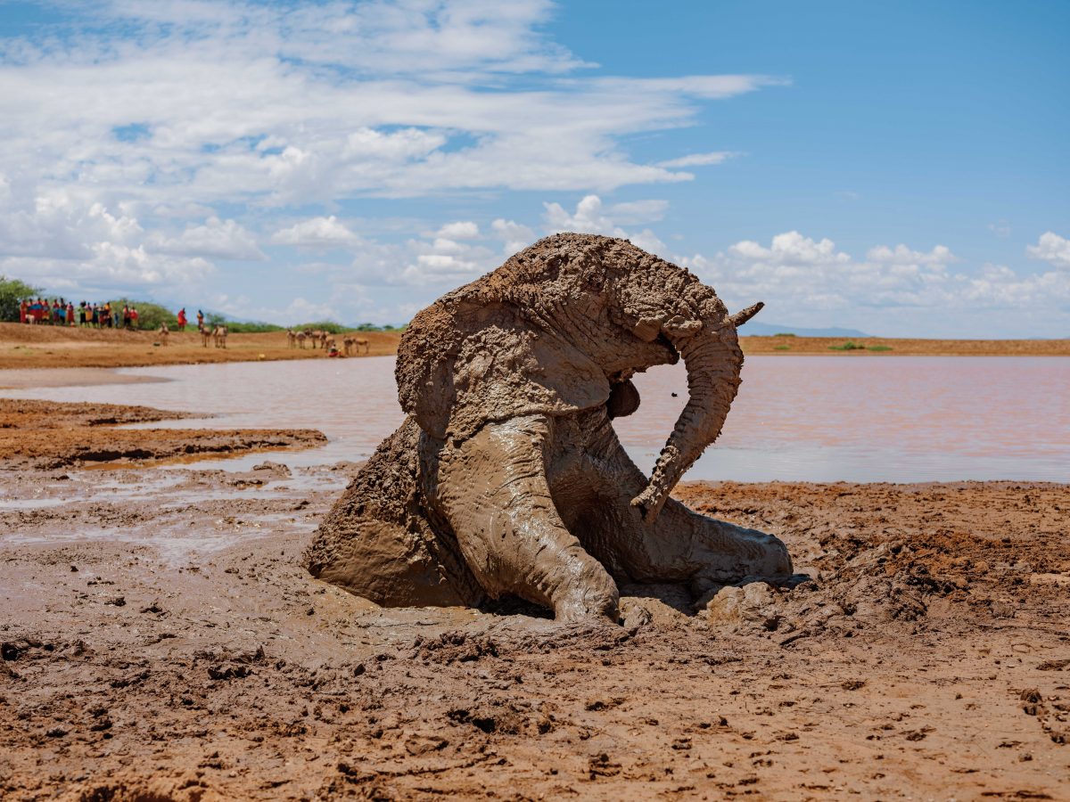 ช้าง, หล่ม, โคลน, งานอนุรักษ์ธรรมชาติ, เคนยา