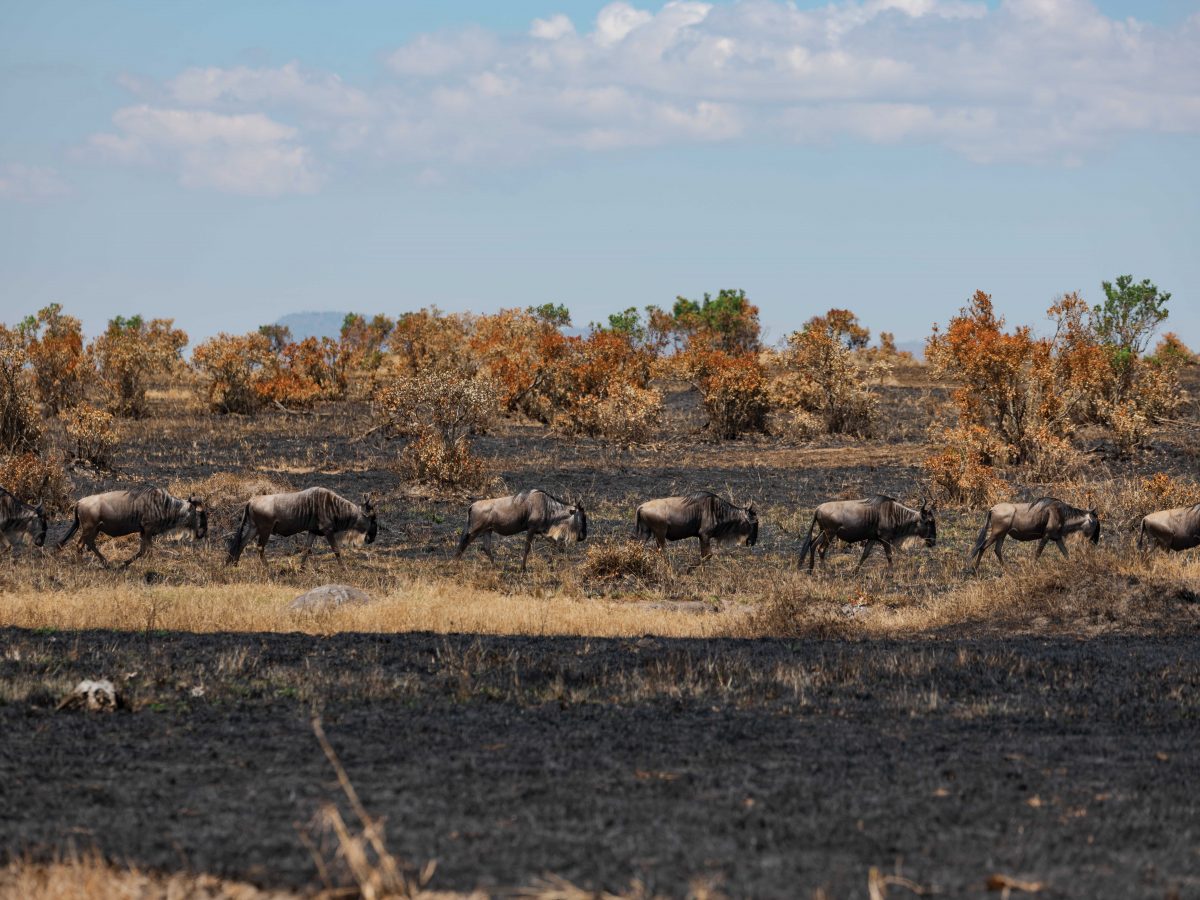 วิลเดอบีสต์, งานอนุรักษ์ธรรมชาติ, เคนยา