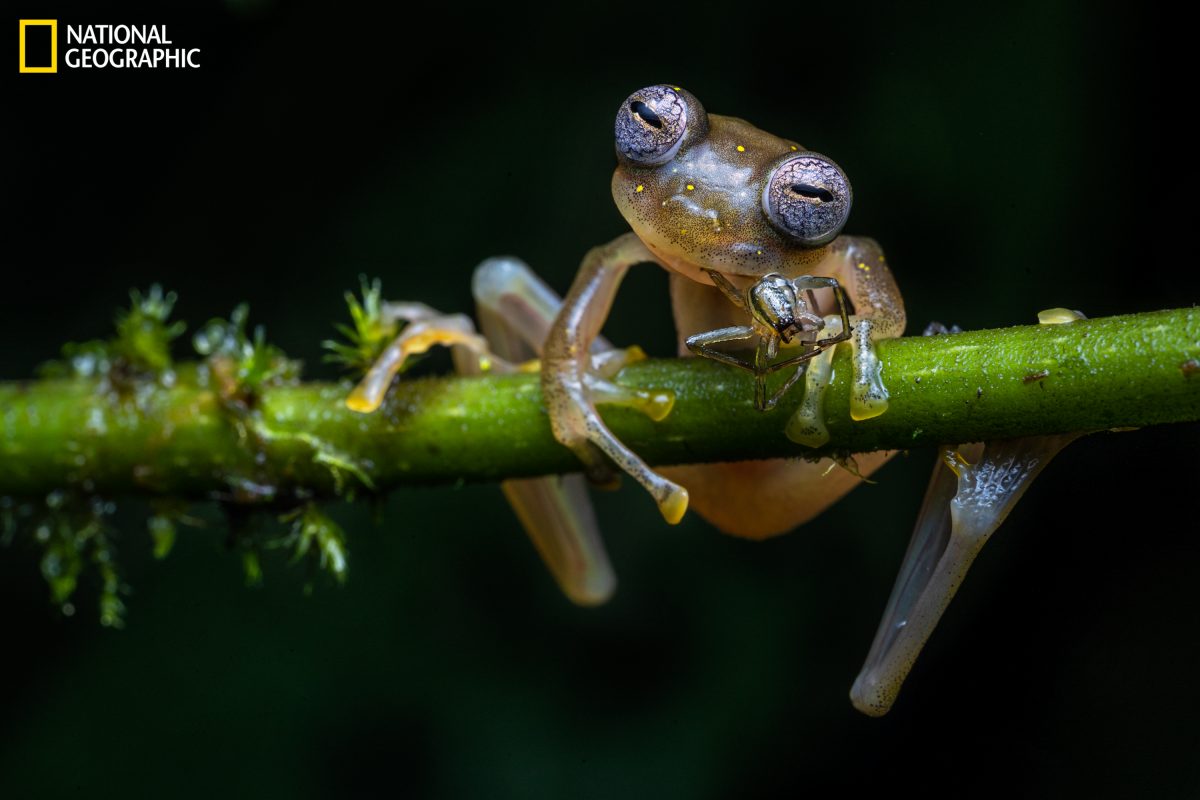 กบแก้ว, กบแก้วมันดูเรียกู