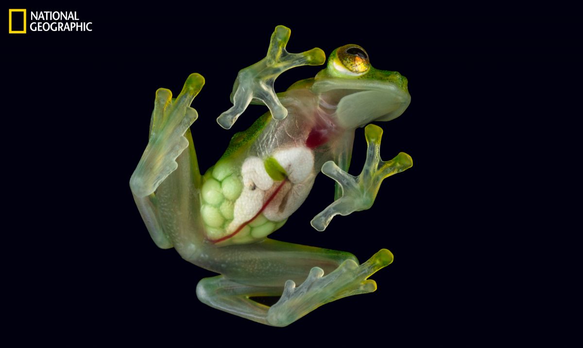 กบแก้ว, กบแก้วพระอาทิตย์