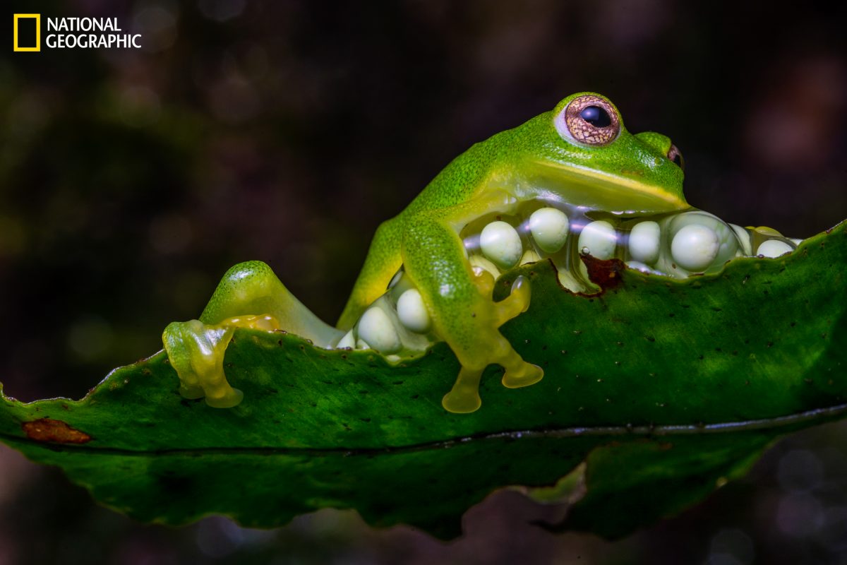 กบแก้ว, กบยักษ์