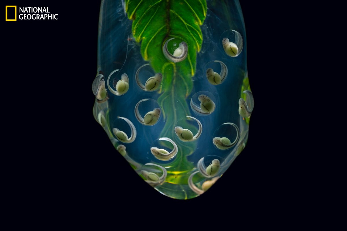 เอ็มบริโอ