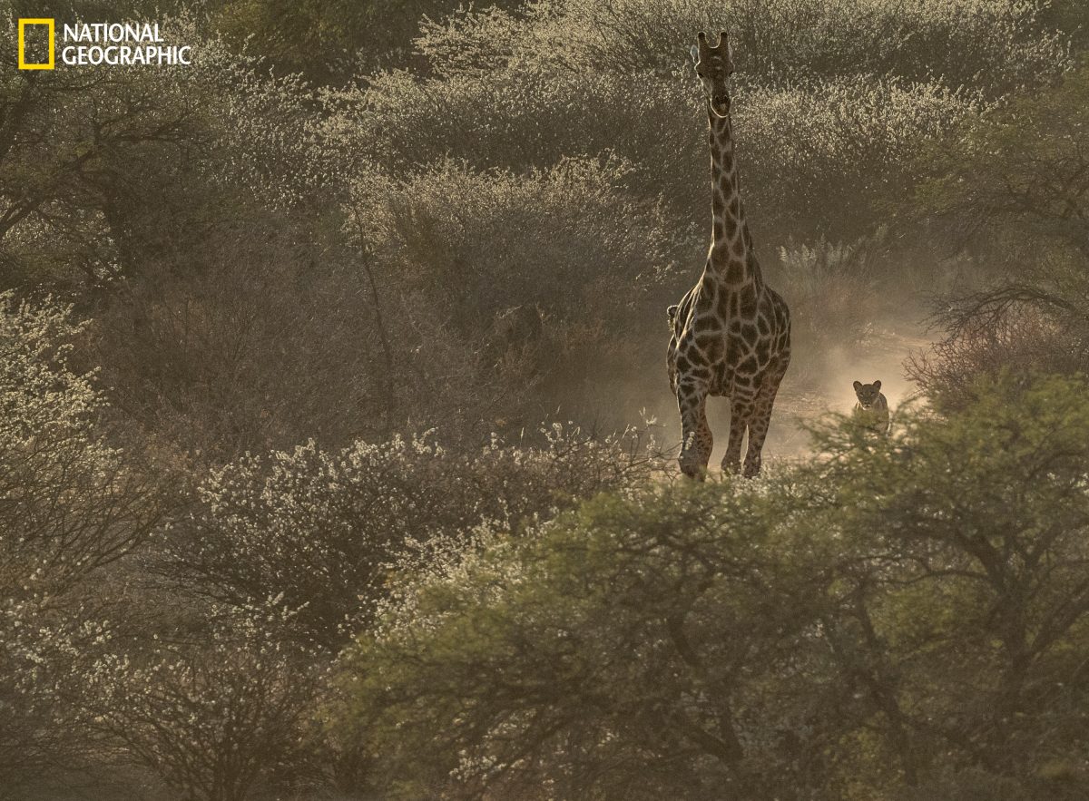 ยีราฟ, ทะเลทราย, คาลาฮารี