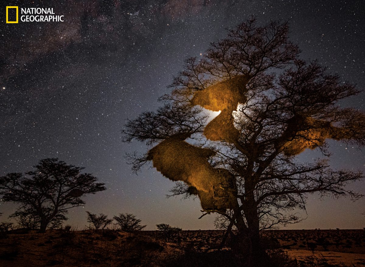 นกกระจาบ, ทะเลทราย, คาลาฮารี