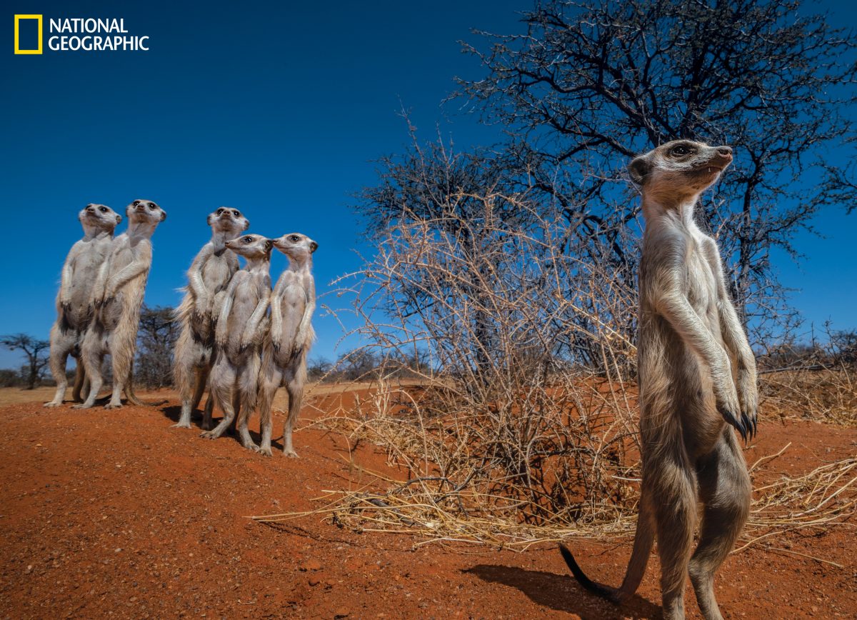 เมียร์แคต, คาลาฮารี, ทะเลทรายฮาราคารี