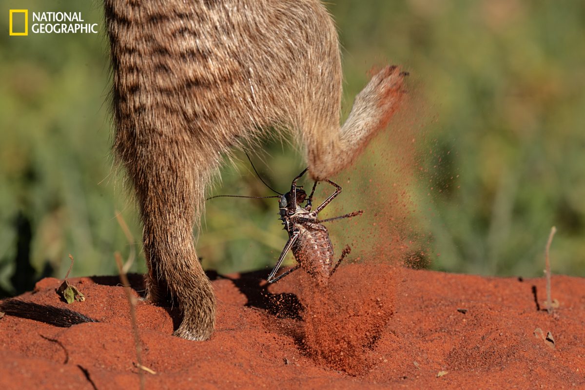 เมียร์แคต, จิ้งหรีด, ทะเลทราย