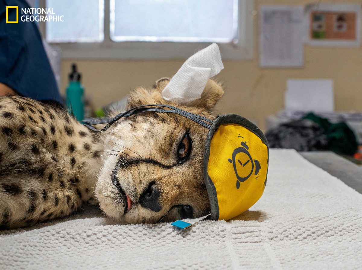 เสือชีตาห์