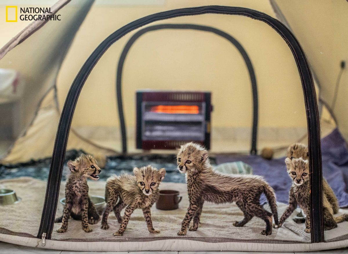 ลูกเสือ