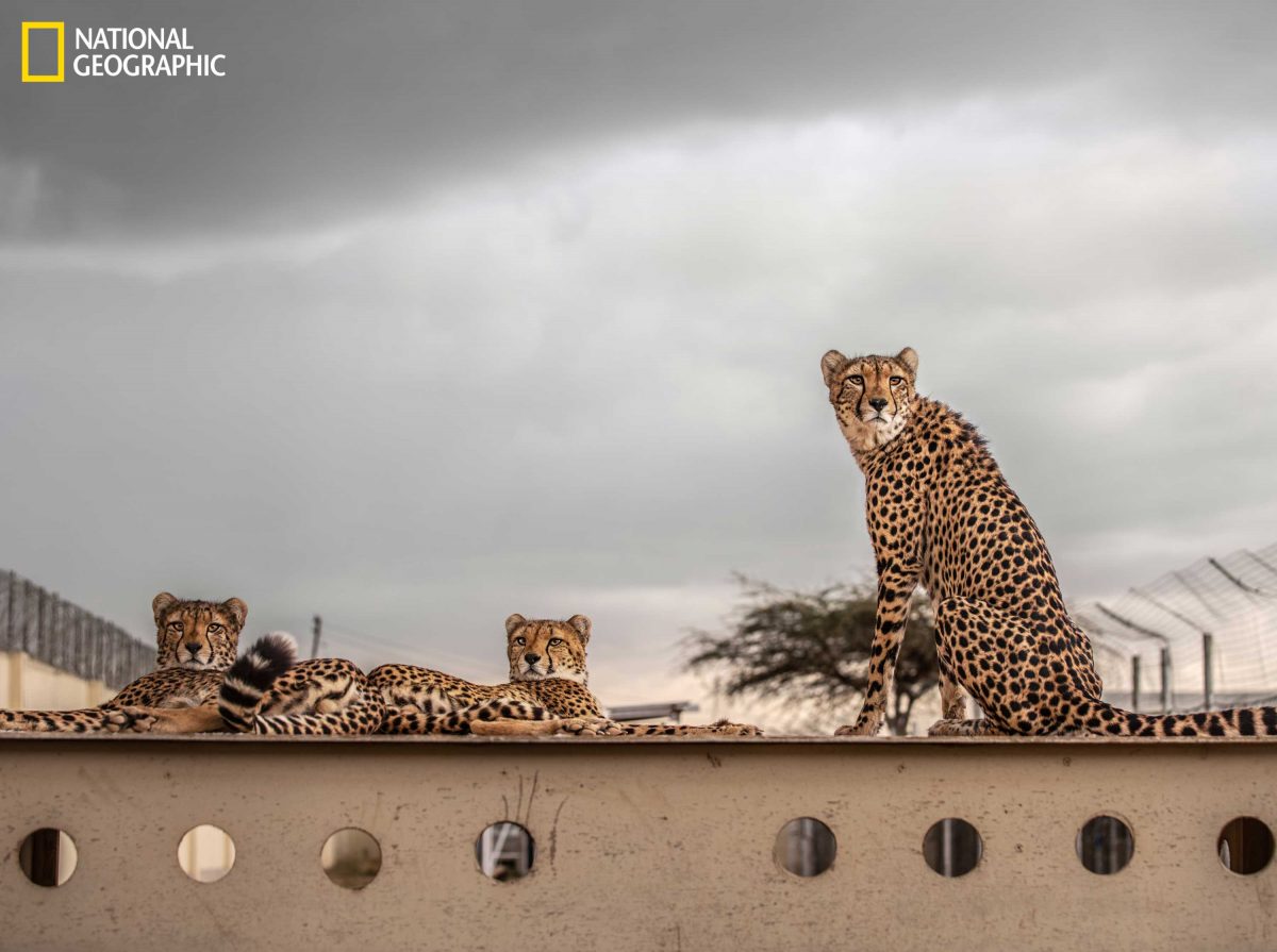 เสือชีตาห์