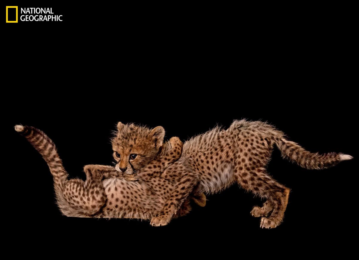 เสือชีตาห์