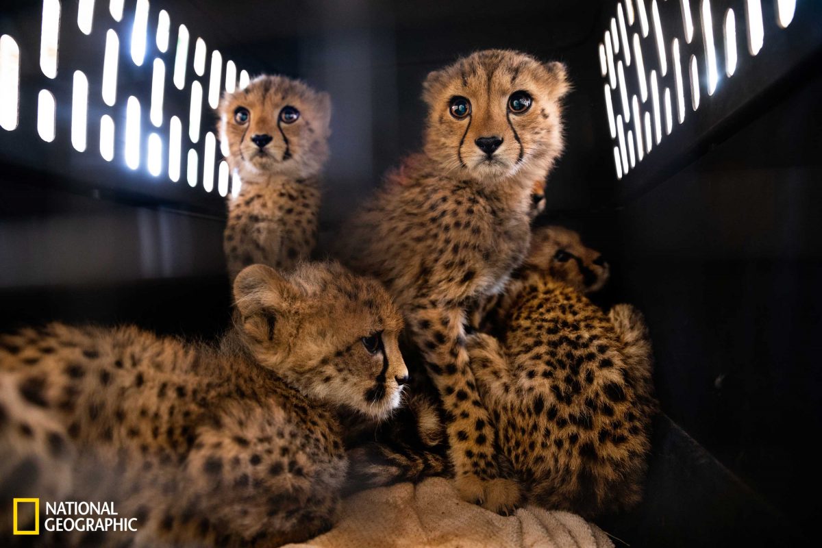 เสือชีตาห์