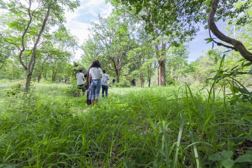 การอาบป่า