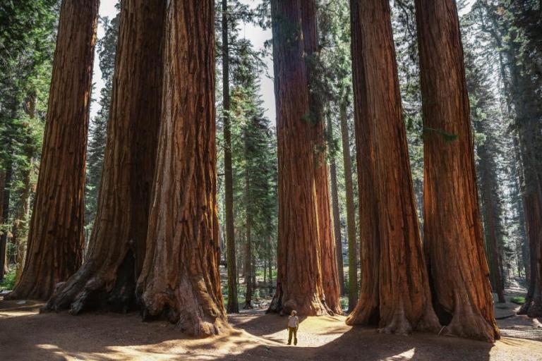 อาบป่า, การอาบป่า, วิธีการอาบป่า, อาบป่าอย่างไร, เที่ยวเมืองกาญจน์, กาญจนบุรี