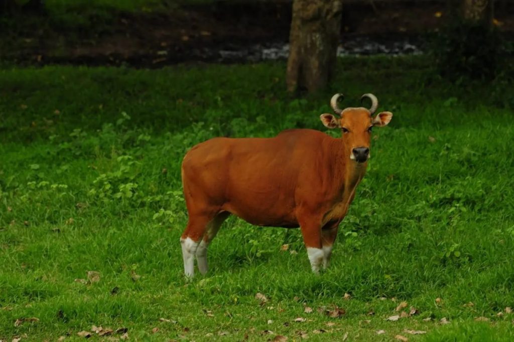 ป่าตะวันตก