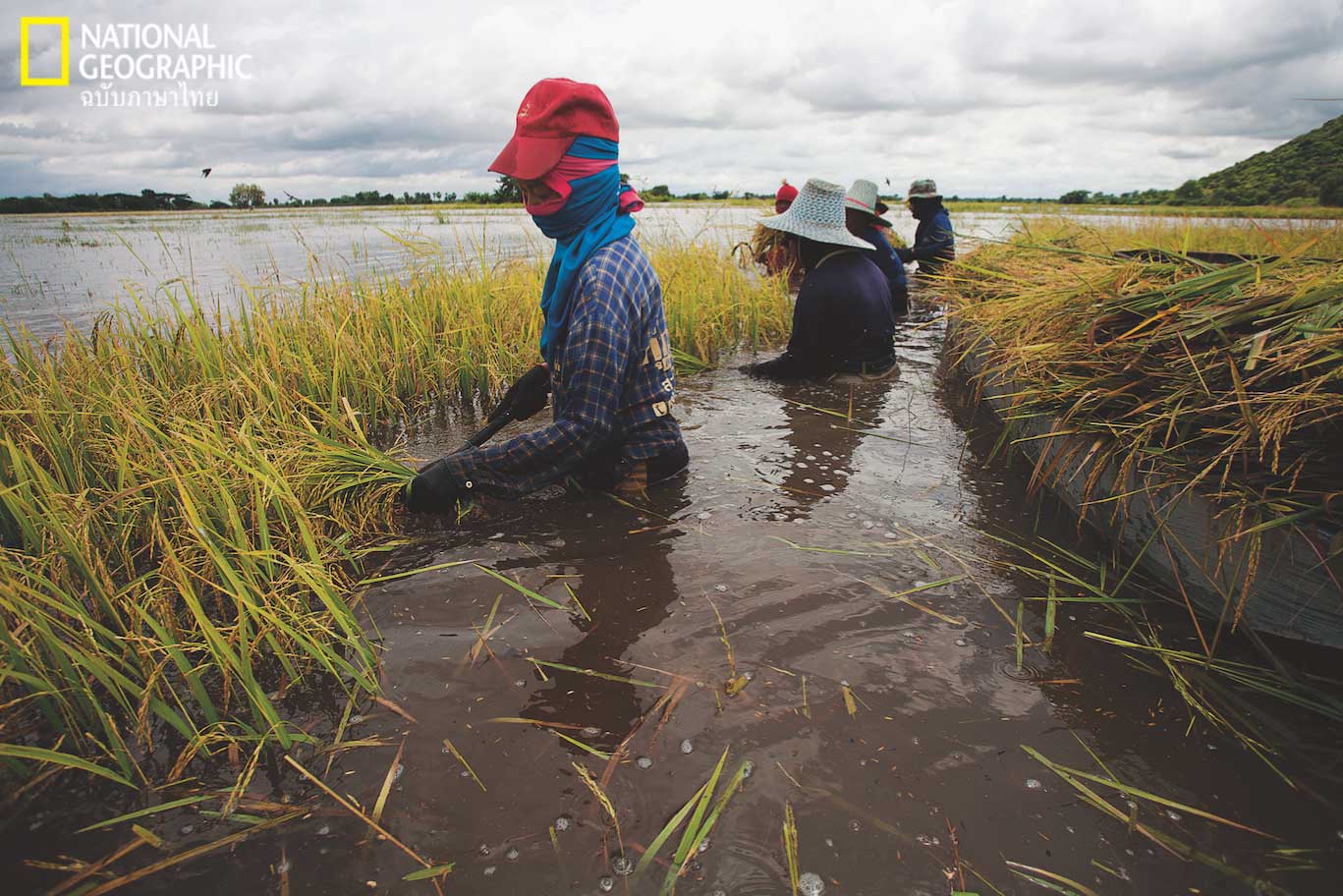 ชาวนา, นาข้าว,