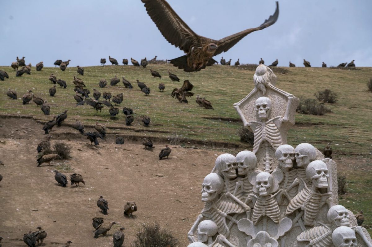 แร้ง, ฝูงแร้ง, ทิเบต, ลารุงการ์