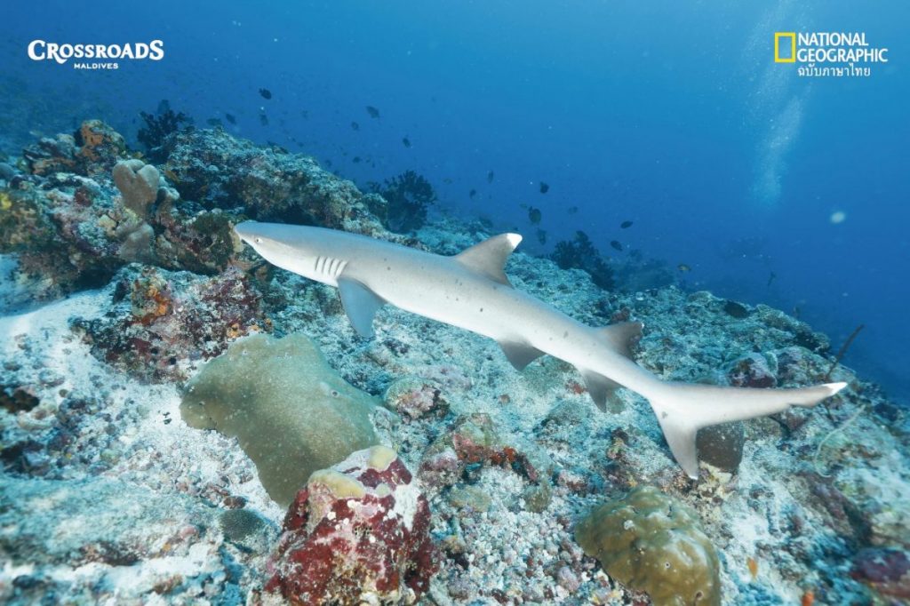 Crossroads Maldives
