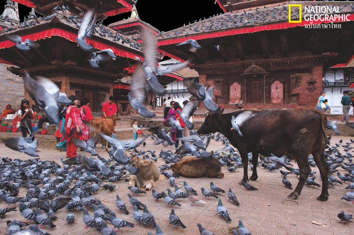 วัว, เนปาล, กาฐมาณฑุ