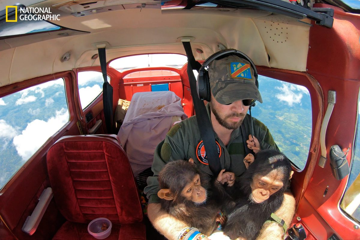 ชิมแปนซี, นักบิน