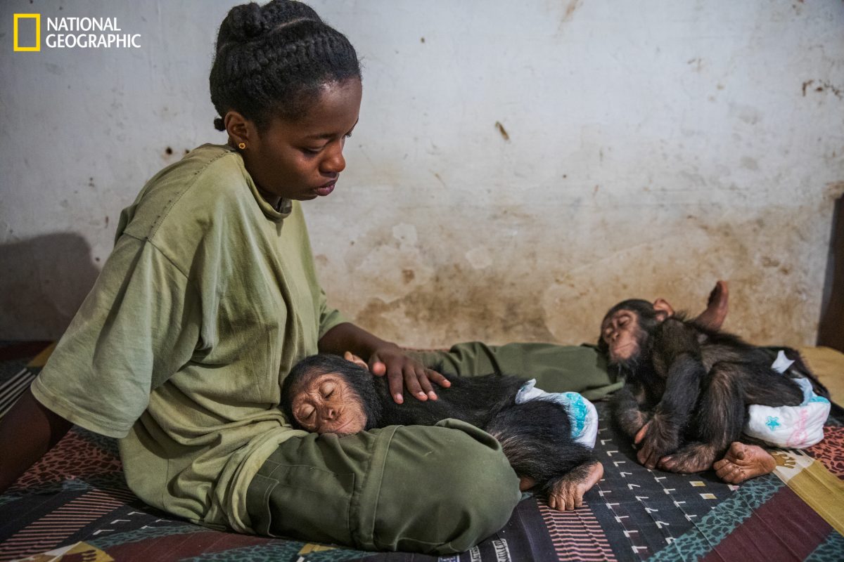 ชิมแปนซี