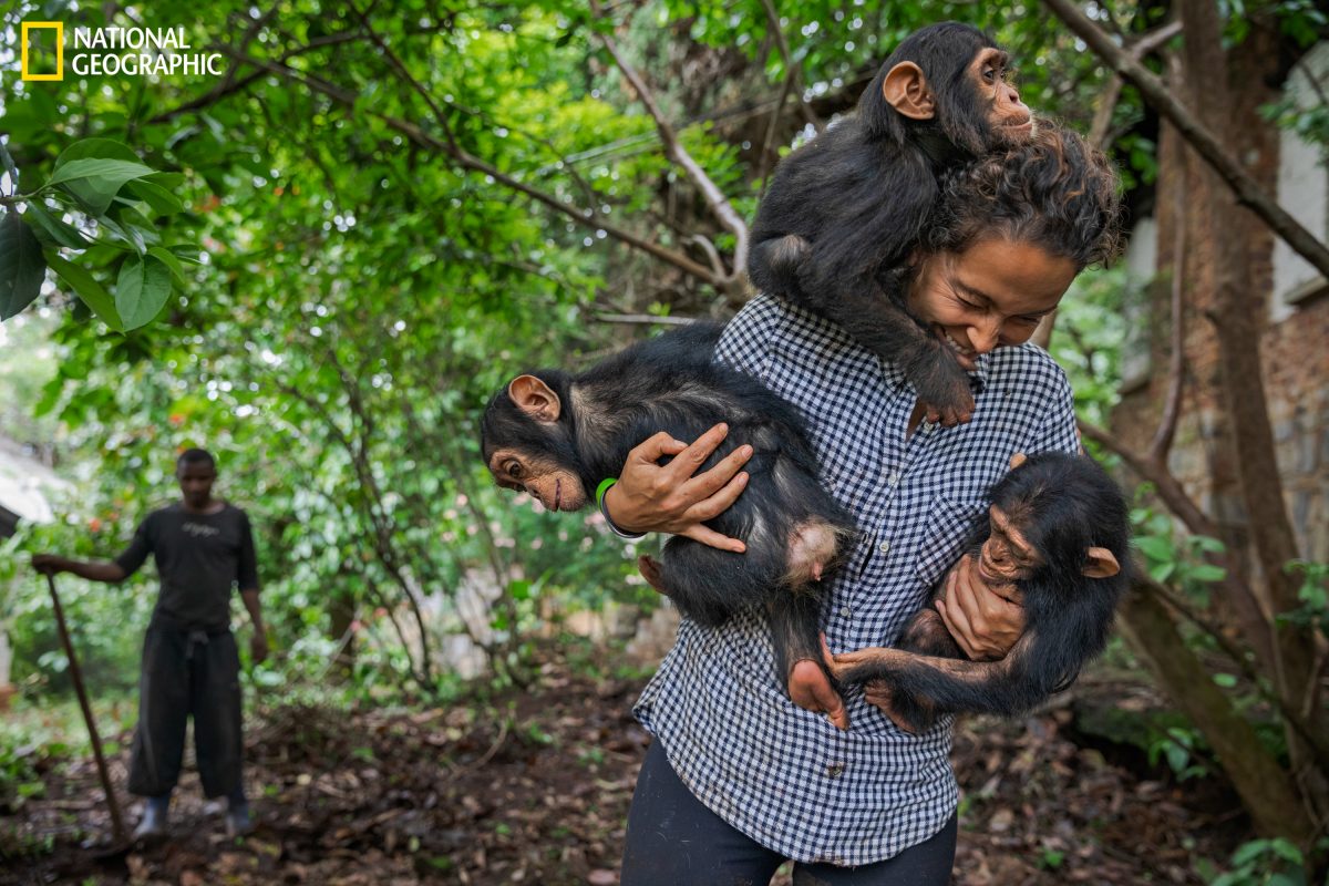 ชิมแปนซี