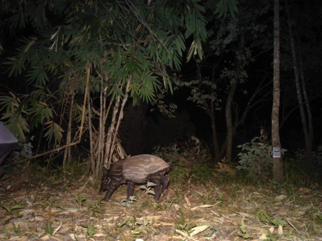 ป่าตะวันตก