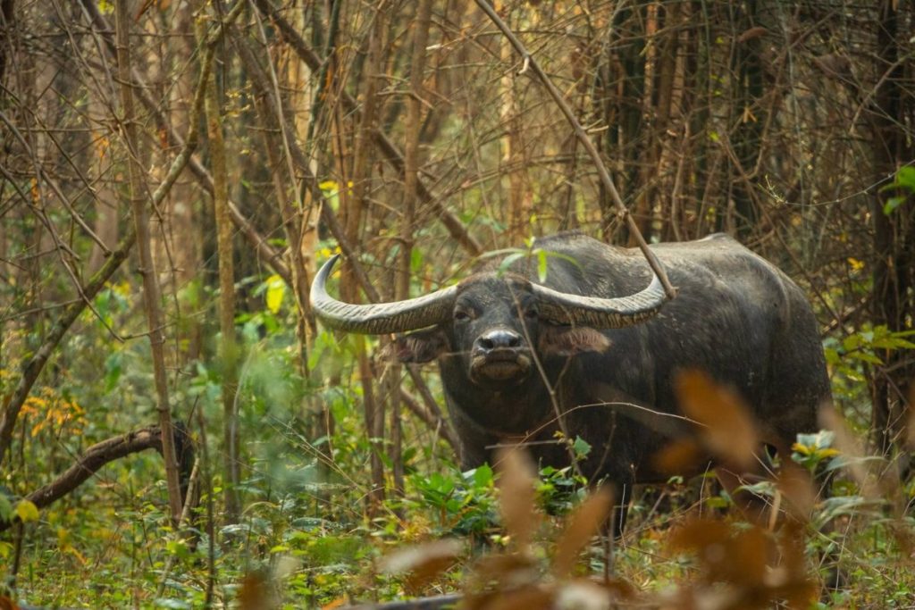 ป่าตะวันตก