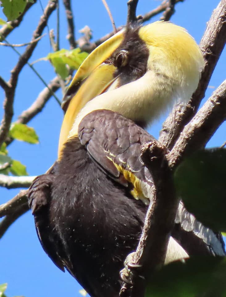 ป่าตะวันตก