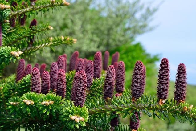 ต้นสนคริสต์มาส