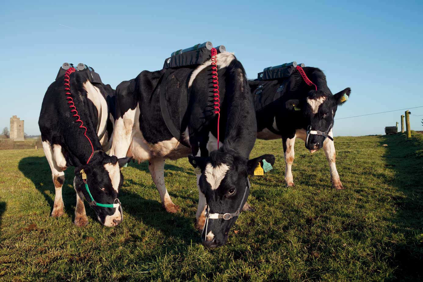 แม่วัว, วัว, ก๊าซมีเทน, ก๊าซธรรมชาติ