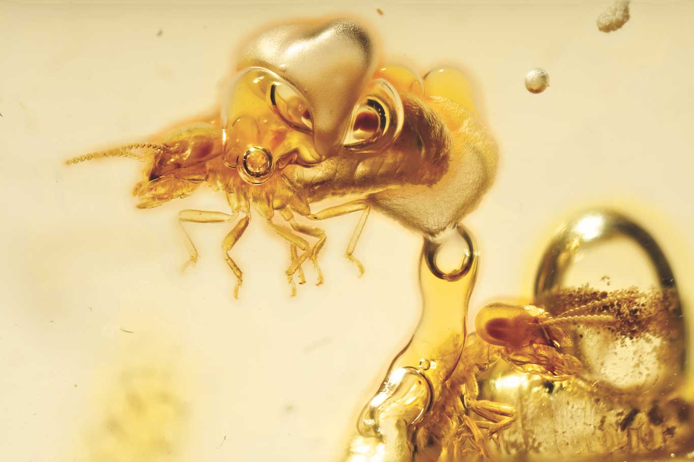 ยางไม้, ปลวก, อำพัน,