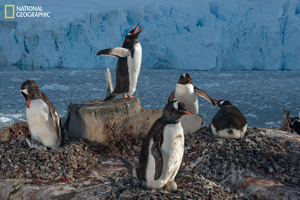 เพนกวิน, แอนตาร์กติก