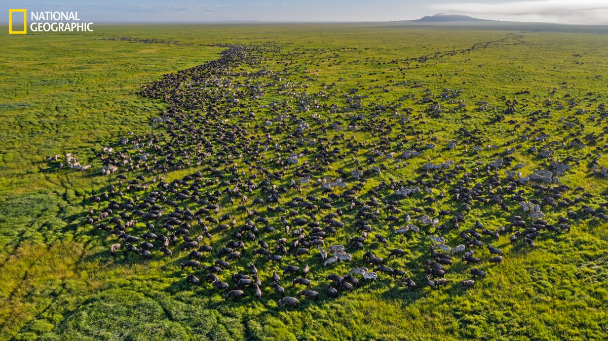 วิลเดอบีสต์, แทนซาเนีย