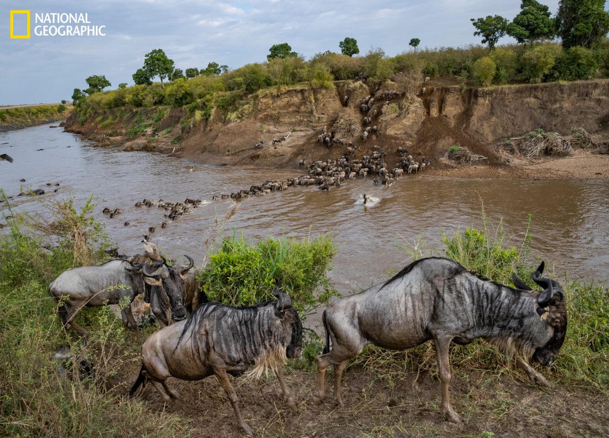 เซเรงเกติ