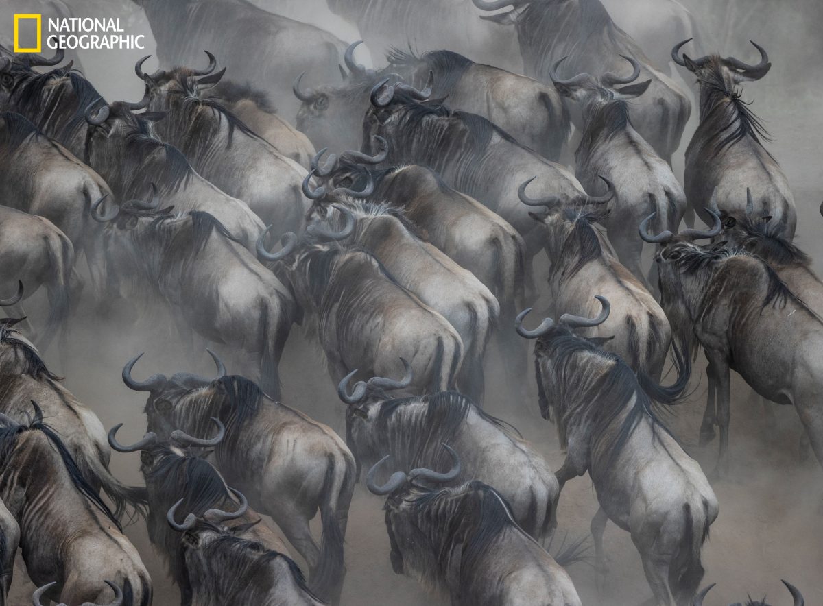 วิลเดอบีสต์