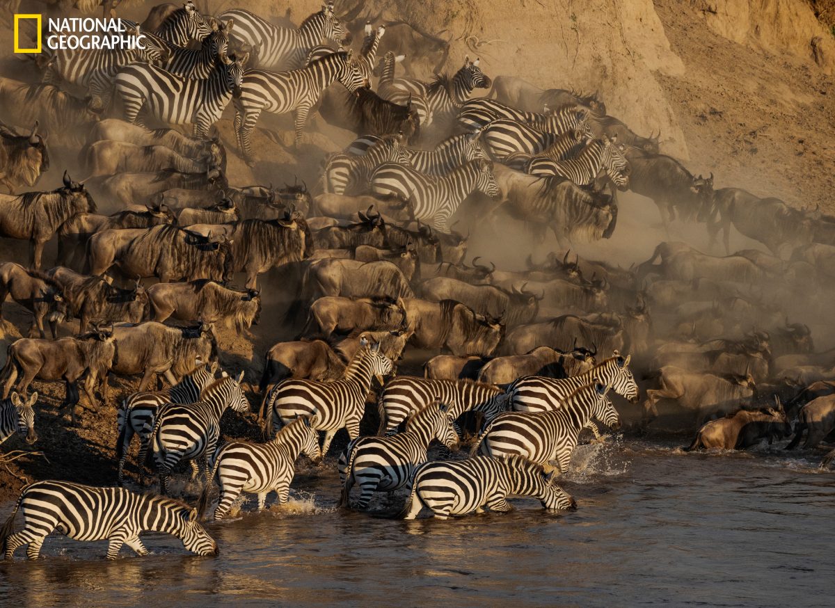 ม้าลาย, เซเรงเกติ