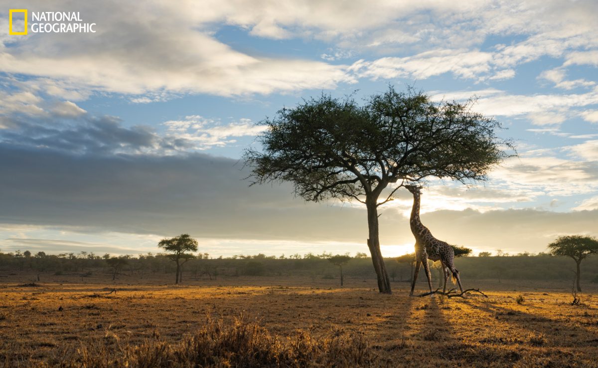 ยีราฟ, เซเรงเกติ, ทุ่งหญ้าแอฟริกา