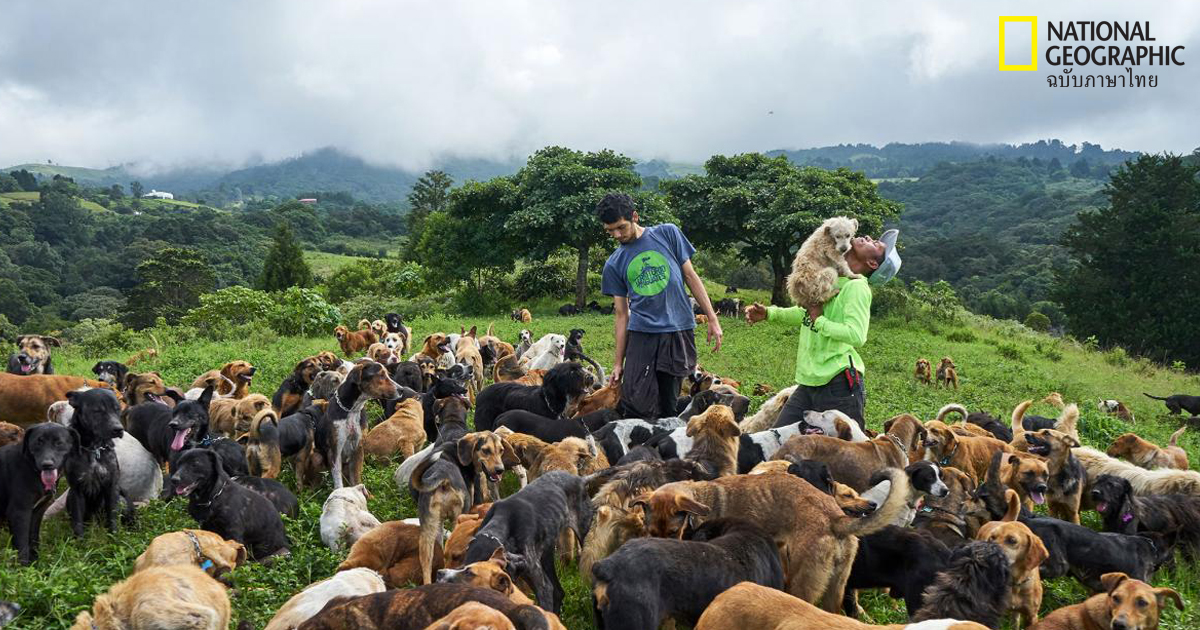 สุนัขจรจัด