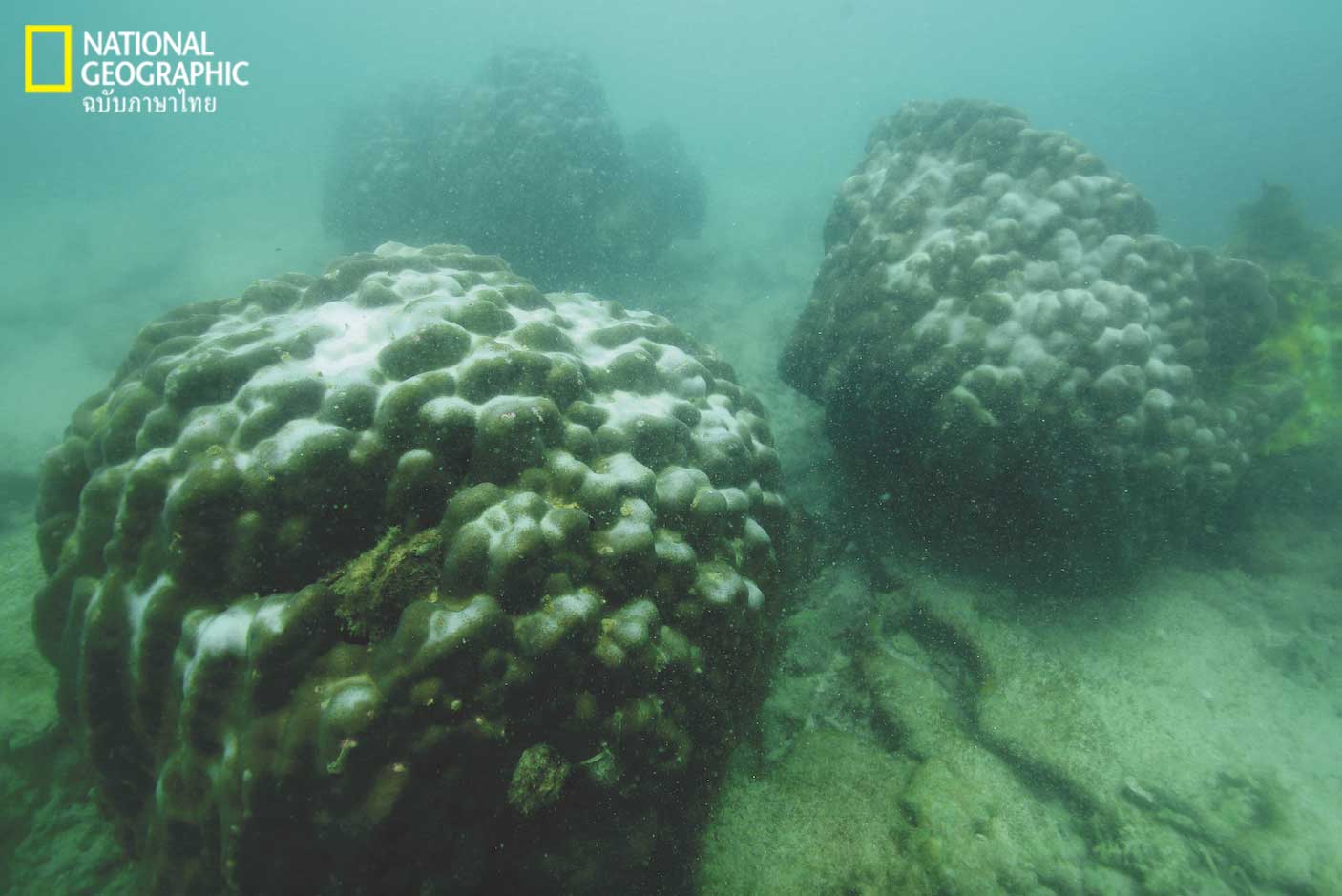 ปะการัง, ปะการังฟอกขาว, โขดหินปะการัง