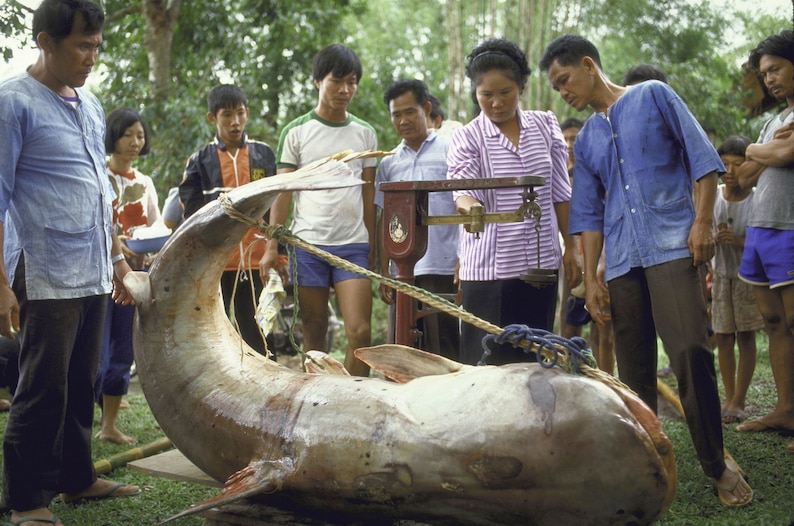 ปลาบึก, ชาวลาว, คนลาว, ลาว