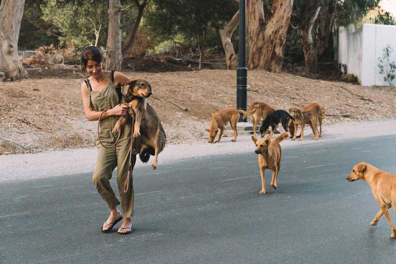 สุนัขจรจัด