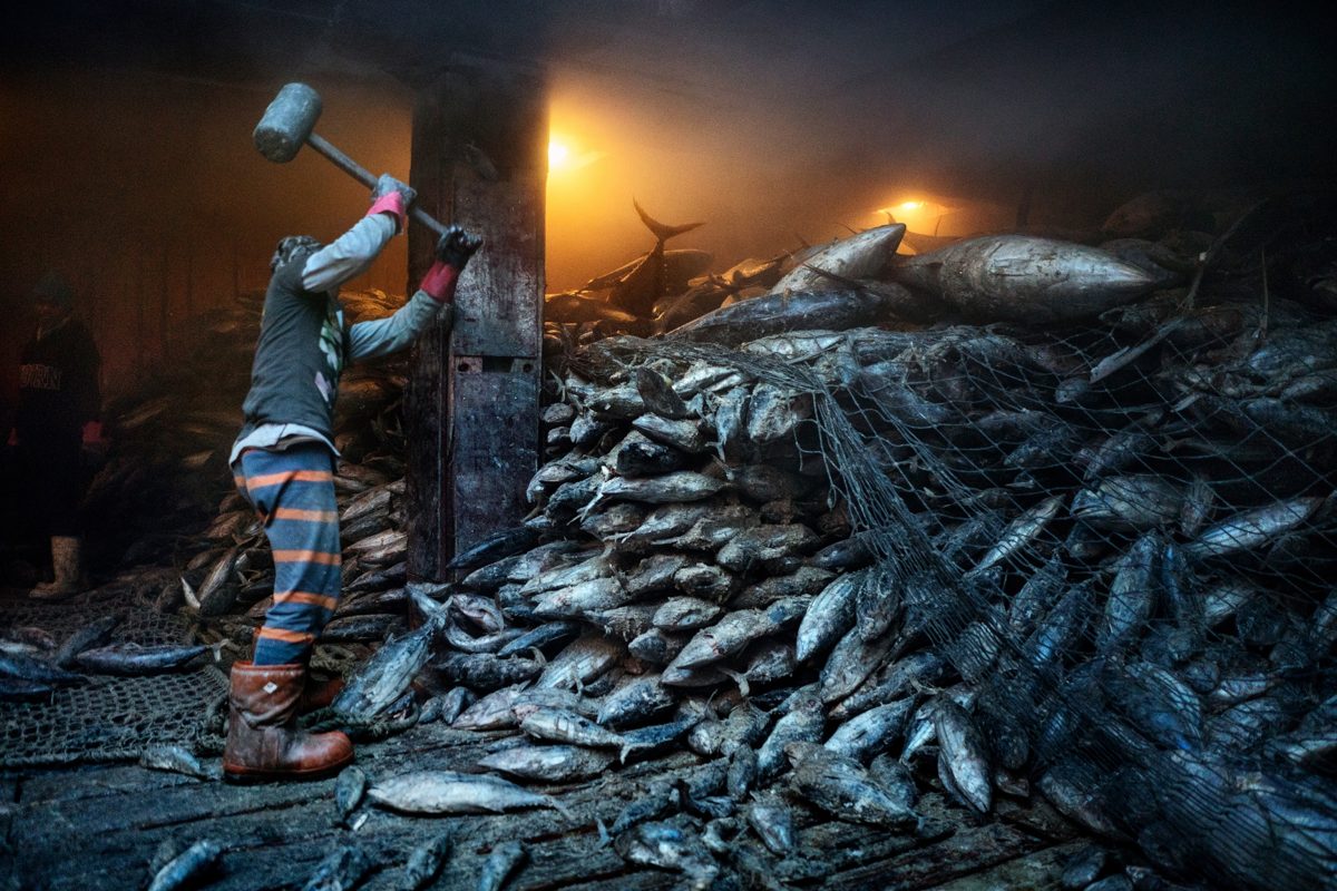 การประมงเกินขนาด , ประมง